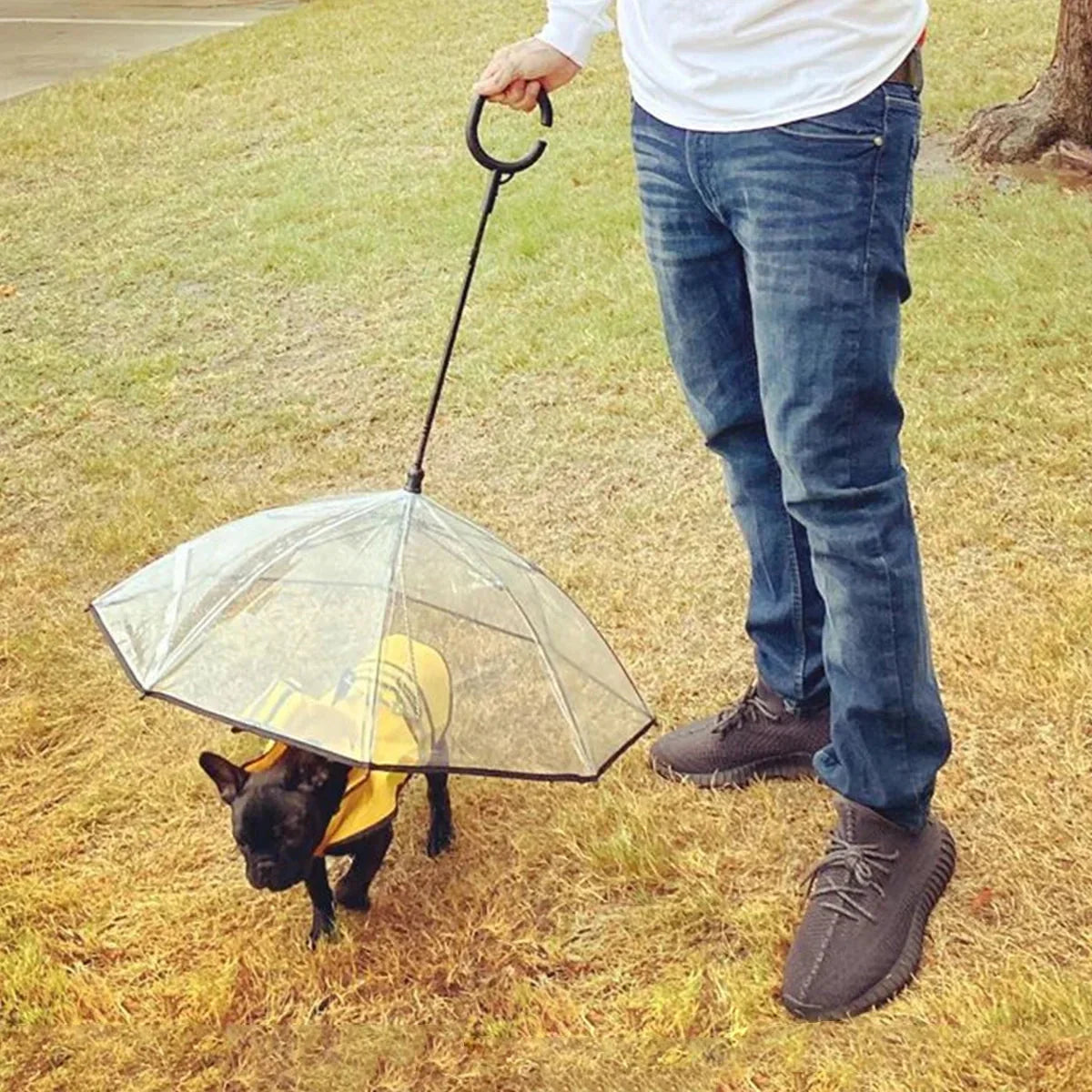 transparent dog umbrella &amp; Dog Umbrella